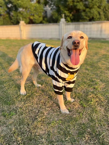 Собачья одежда, большая собачья модная бренда весна и осенняя одежда, лабрадор золотой ретривер Интернет -одежда знаменитостей, одежда, одежда для любителей собак