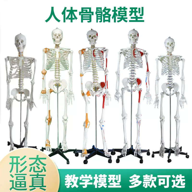 上肢骨骼人体腿骨下肢骨骼模型仿真人体脚模型下肢骨架标本-Taobao