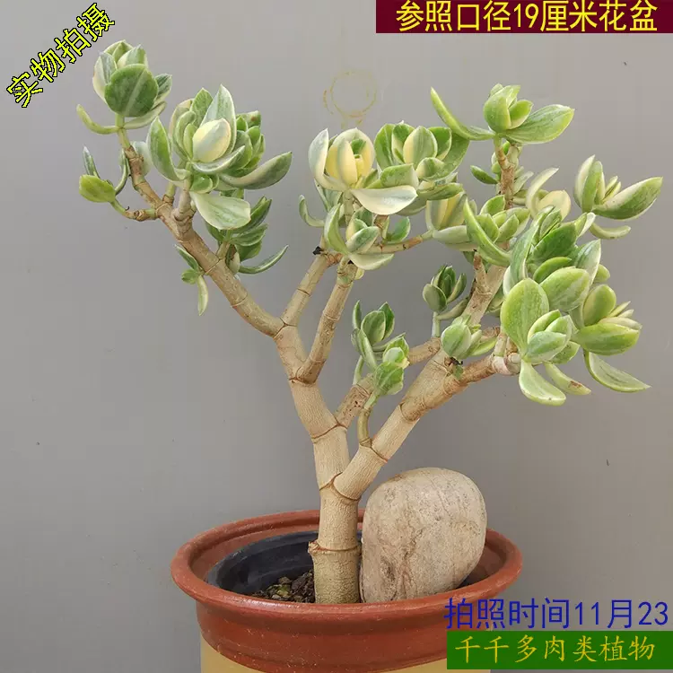 新花月锦老桩多肉植物落日之雁玉树锦一物一拍千千多肉类植物