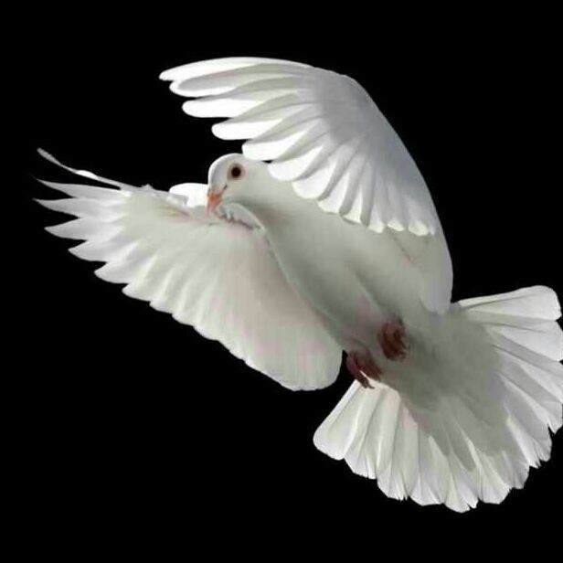 爱逛街为您找到玫瑰花环相关的宝贝,您可以在下面的板块中挑选喜欢的