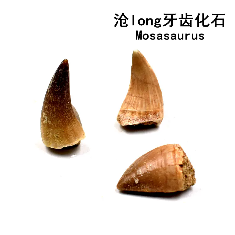 三叶虫化石隐头虫化石节肢动物化石掘头虫泥盆纪古生物化石标本
