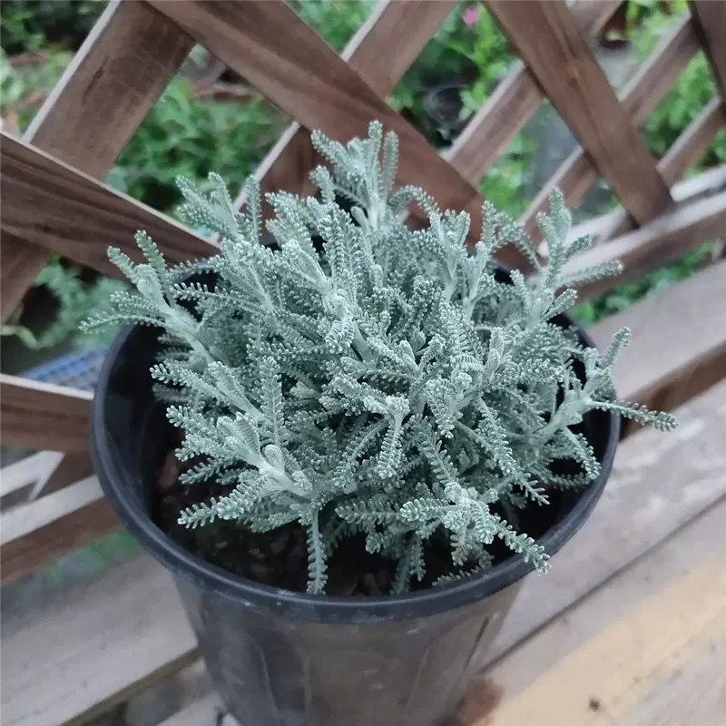 朝霧草盆栽尼泊爾新品銀葉草庭院陽臺花鏡多年生宿根植物耐熱好養
