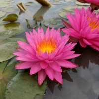 Синьлианский садовый кросс -азиатский водный лилия розовый шелк