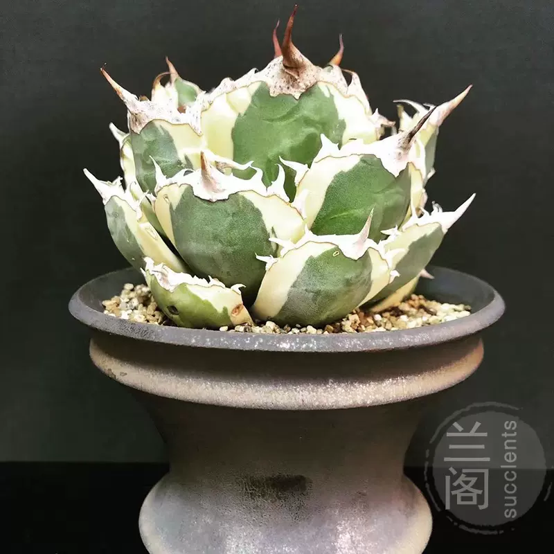 蓝鲸仁王冠Agave Titanota 蓝球一物一拍精品龙舌兰科多肉植物-Taobao