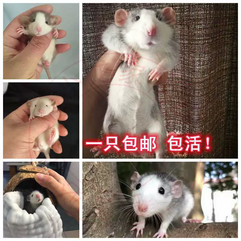 成年花枝鼠活体种公种母花枝鼠繁殖组哈士奇成年花枝鼠大白鼠活物