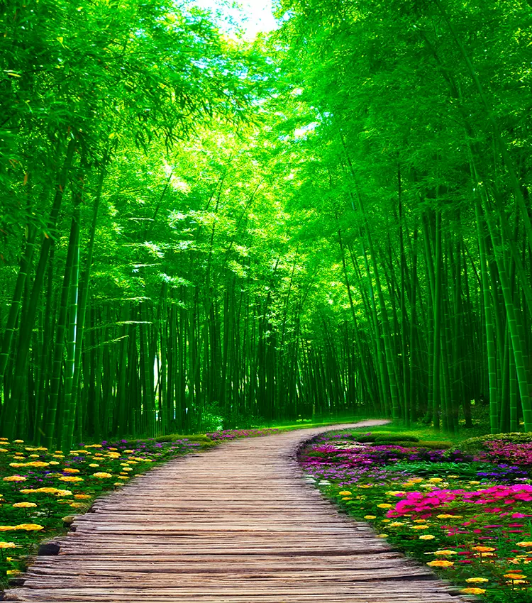 新直播背景布立體主播壁紙布3d山水大草原主竹林室外風景荷花中秋 Taobao