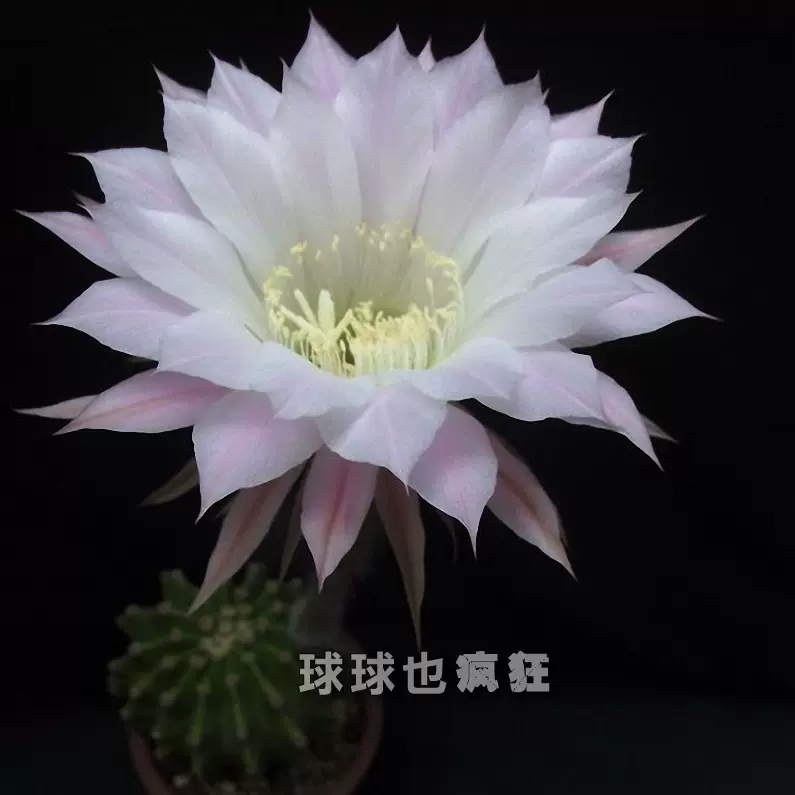 球球也疯狂王冠短毛丸自根仙人球仙人掌属爱开花开大白花品种 球球也疯狂王冠短毛丸自根仙人球仙人掌属爱开花开大白花品种