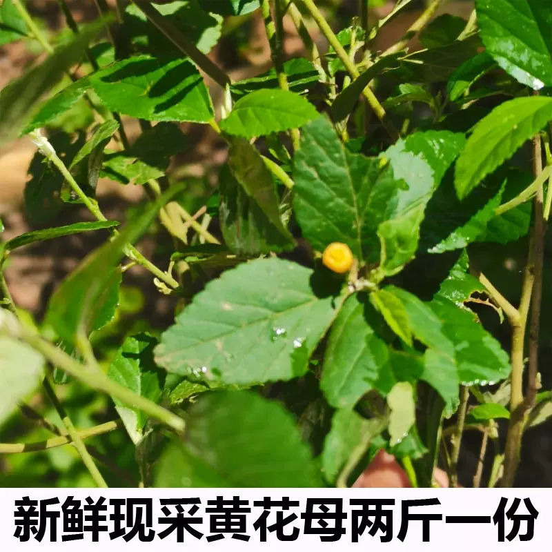 新鲜现挖黄花母根谷拔脓消胶粘根猛千斤遂稔坡麻仔500克包邮