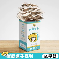 1 серая грибная грибная коробка (купить 1 получить 1 Get 1)