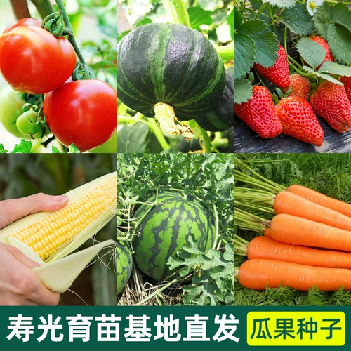 Семена семян фруктов 台 Балкон четыре сезона овощные ярмарки семян медовая тыква