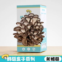 Серый джи грибной грибной коробка 1 (купить 1 получить 1 Get 1)