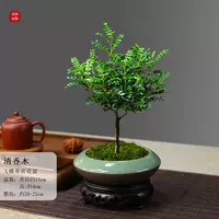 Фарфоровая фарфоровая фарфоровая фарфоровая бабочка бабочки+