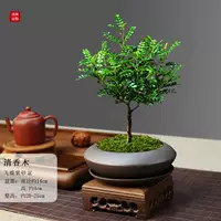 Летающая бабочка фиолетовая песчаная горшка прозрачное ароматное дерево+фиолетовый песчаный диск+куриное деревянное основание+мох и посадка в горшок