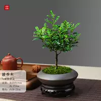 Летающая бабочка фиолетовая горшка чистое ароматное дерево+смола и мох и посадка в горшок