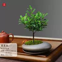 Эллипс фиолетовый песчаный горшок прозрачный ароматный деревян+фиолетовый песочный тарелка+посадка и кастрюль