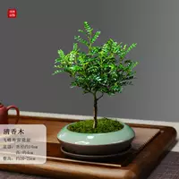 Летающая бабочка Ge Kiln Фарфоровое фарфоровое фарфоровое ароматное дерево+фиолетовый песочный тарелка+мох и посадка в горшок