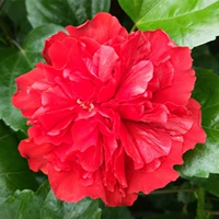 3-летние саженцы Дахонгпао (оригинальный почвенный бассейн)