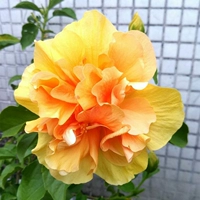 Желтый гибискус 5-питальный годовой саженцы [с цветочными почками] (оригинальный горшок с почвой)