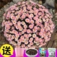 Розовая розовая артемизия Chrysanthemum 200+ Potting Sword Certilizer