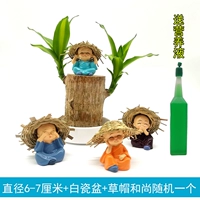 Бразильское дерево диаметром 6-7 см + белая фарфоровая раковина + соломенная шляпа-монах