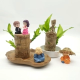 Бразильский деревянный горшок с водой, Мини -Айд -Грут Зеленый завод четыре сезона вечнозеленые древесные деревянную полосу бутона рост гидропонные растения