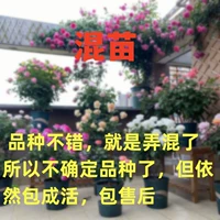 Цена на смешанную рассаду