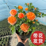 Сок балконная роза саженцы цветов в горшках роза ароматная очень большие цветы с бутонами, цветущими в любое время года с бутонами красный сок