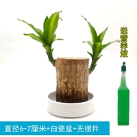 Диаметр бразильского дерева 6-7 см + белая фарфоровая раковина.