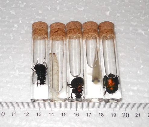 Бутылка образца; замочить бутылка для образца; тему высокая темупературная тестовая трубка; деревянная вилка; пустая цена бутылки