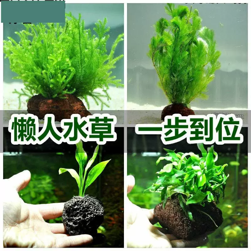 包邮蜈蚣草懒人水草金鱼藻热带鱼缸造景虾缸草缸懒人草易养活增氧 Taobao