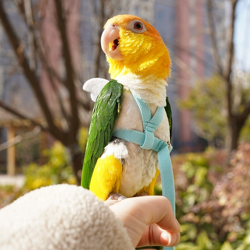 Попугающий летающий веревка Ультра -светлый удар назад не повредит ногам Скюанфенг тигр