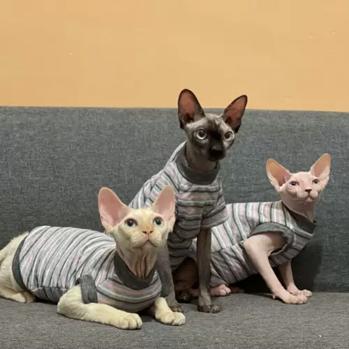 Весна и осенняя одежда для кошачьей одежды Cure Cotton Bab