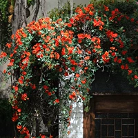 Симуляция xiao Qingxin Gardenia Flower Teng Версия