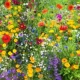 【Красочная комбинация диких цветов】 1 Catty
