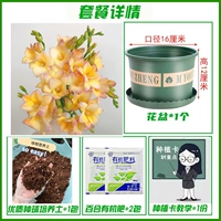 A7 Цветный шампанский Xiangxuellan 10+ [набор удобрений почвы горшатся