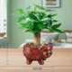 [Рекомендуется] Бутик Duska Fortune Tree (Fortune Ceramics Pot) Отправка питательных удобрений