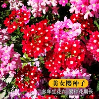 200 красивых вишневых таблеток [купить 2 получить 1 бесплатно]