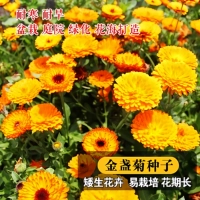 100 таблетки календулы [купить 2 получить 1 бесплатно]