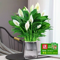 [Tik Tok Hot Product] Супер белая ладонь с цветами + звездный бассейн