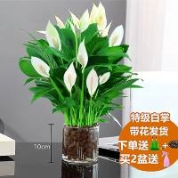 [Гидропоника в Интернете] Суперкачественный цветок с цветами (НДС на крыше + керамические гранулы)