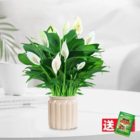 【Горячий новый продукт】 Скачественная белая ладонь с цветами + абрикосой