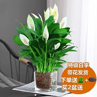 [Основная картинка гидропоника] Супер белая ладонь с цветами + (квадратная банка + керамические гранулы)