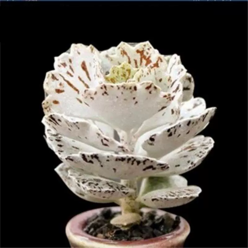 多肉植物小球玫瑰锦肉肉买二送一 小球玫瑰 花盆 肥料 专用土