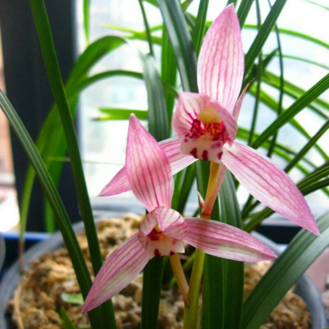 【新疆熏衣精草精油】_熏衣草花干花包图片_车载香水古龙香熏衣草价格