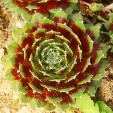 绿之精灵 多肉 紫牡丹 长生草