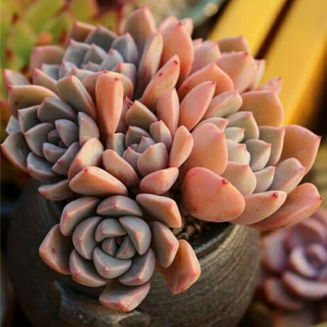 小妖大棚多肉基地|pink|群生,4到7头 超美 直接就是一盆哦