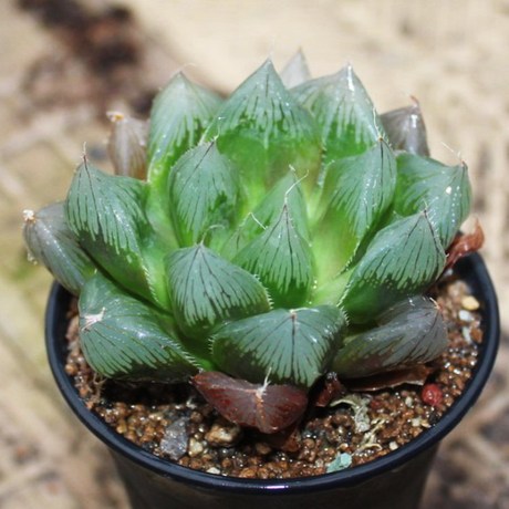 特价包邮 魔王玉露 实生苗多肉植物百合科十二卷属 4-8cm