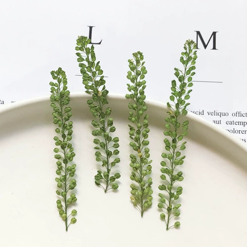 Одинокие овощи истинные листья образец растения, сухой цветочный цветочный книга, подписанные лепестки, макияж, свечи с цветочным столом, шелковый вентилятор