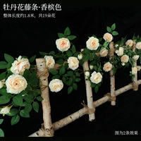 GUI наложница Peony Teng Bar Champagne Color