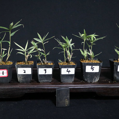 爱逛街为您找到叶竹相关的宝贝,您可以在下面的板块中挑选喜欢的宝贝